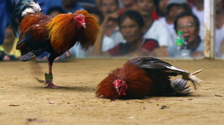 online cockfighting betting game